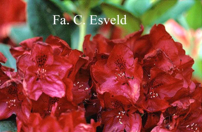 Rhododendron 'Blinklicht'