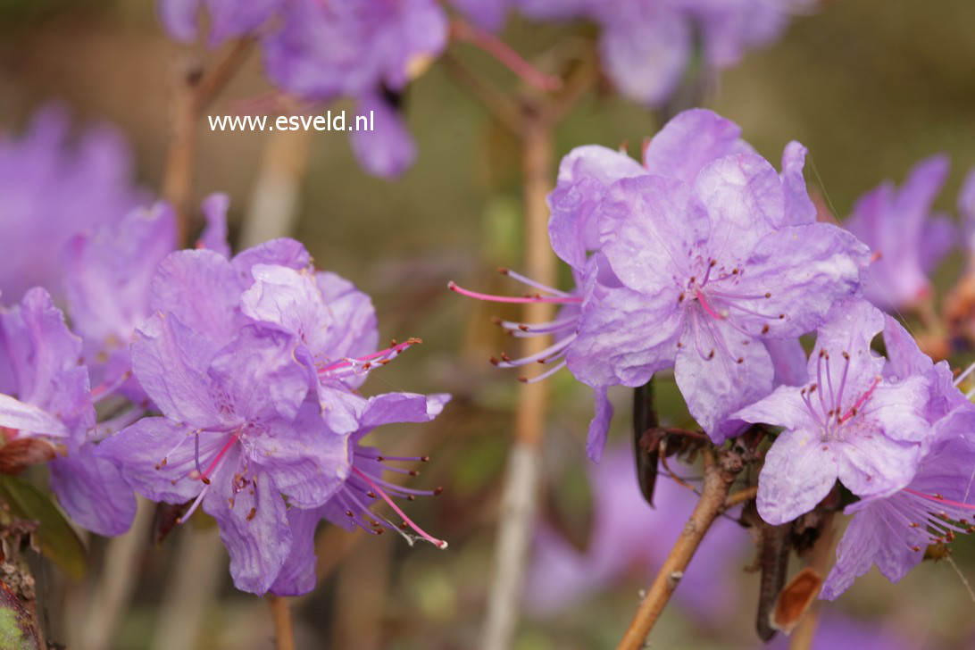 Rhododendron 'Blue Effect'