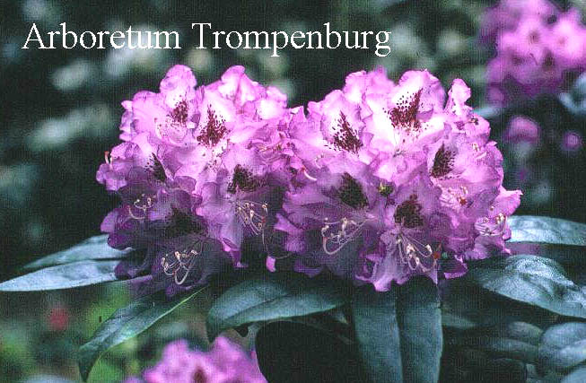 Rhododendron 'Blue Ensign'