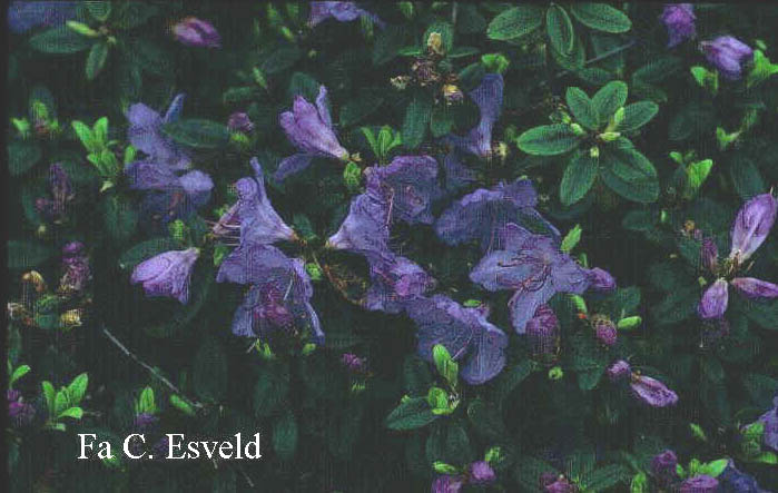 Rhododendron 'Blue Haze' Rhododendron 'Blue Haze'