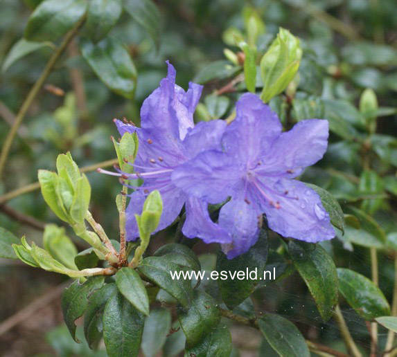 Rhododendron 'Bluette'