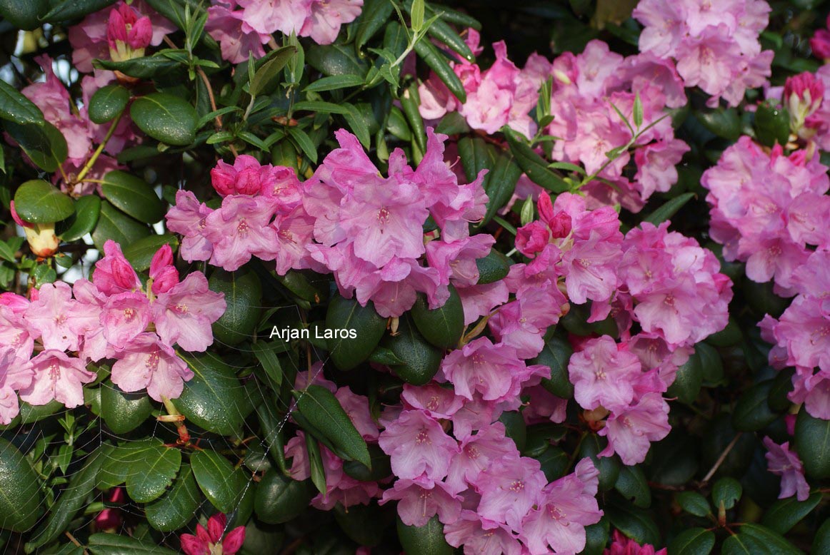 Rhododendron 'Boccia'