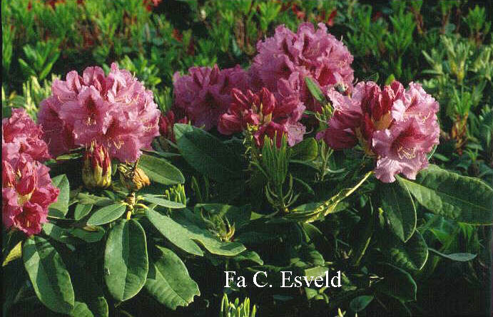 Rhododendron 'Boskoop'