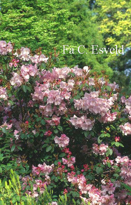 Rhododendron 'Bow Bells'