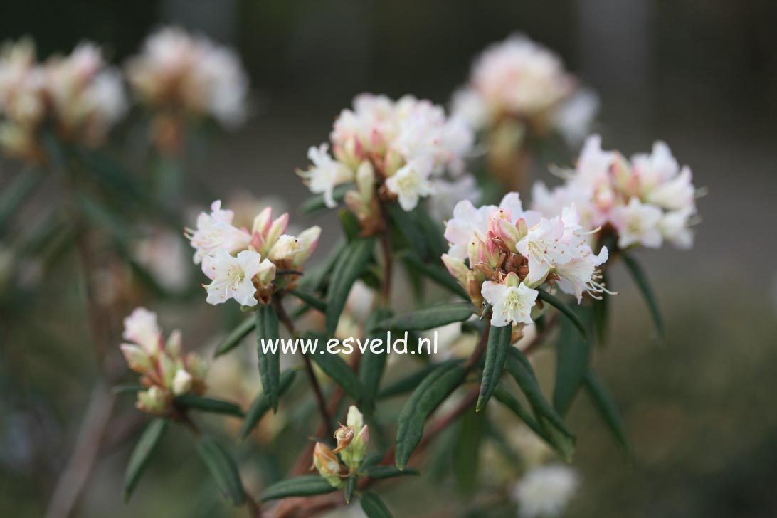 Rhododendron 'Brandywine'