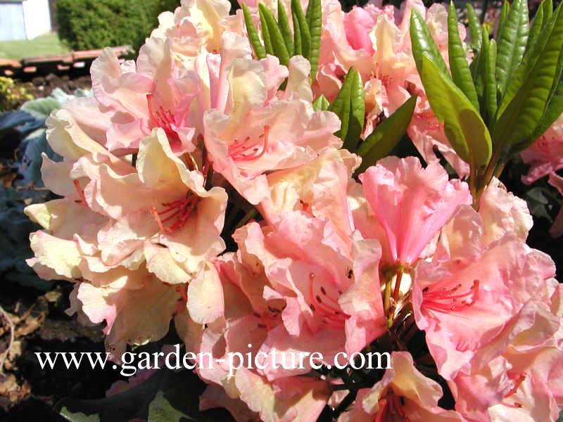 Rhododendron 'Brasilia'