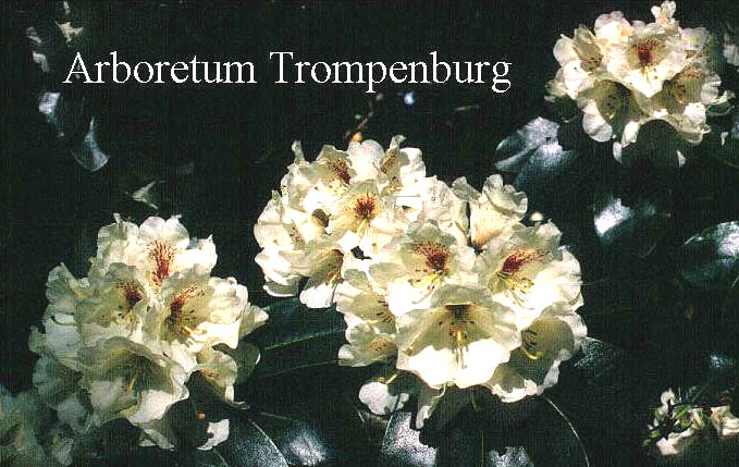 Rhododendron 'Breslau'