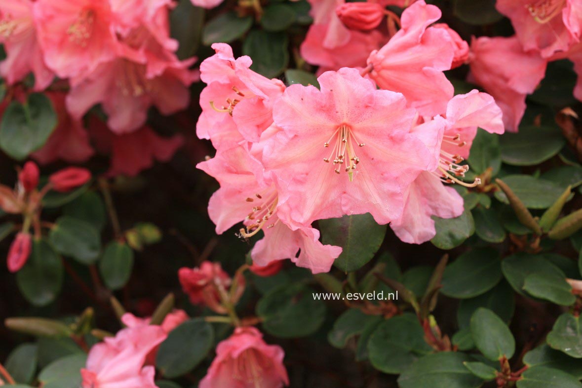 Rhododendron 'Brickdust'