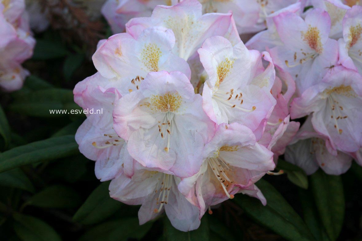 Rhododendron 'Brigitte'