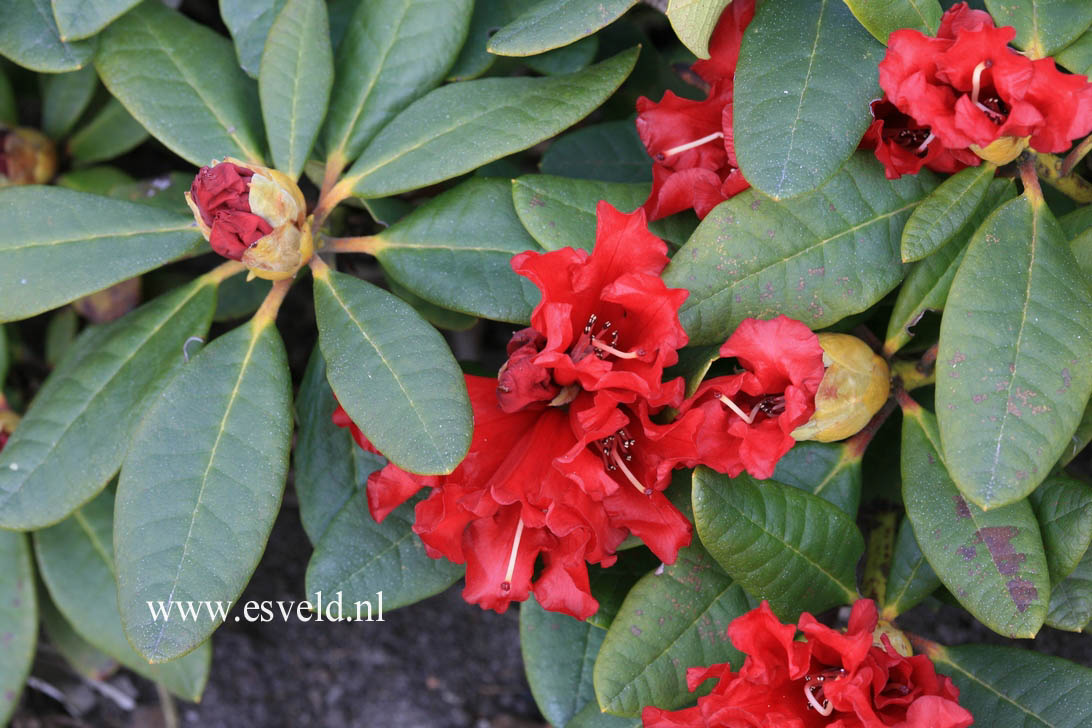 Rhododendron 'Brilliant'