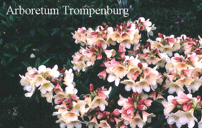 Rhododendron 'Brinny'