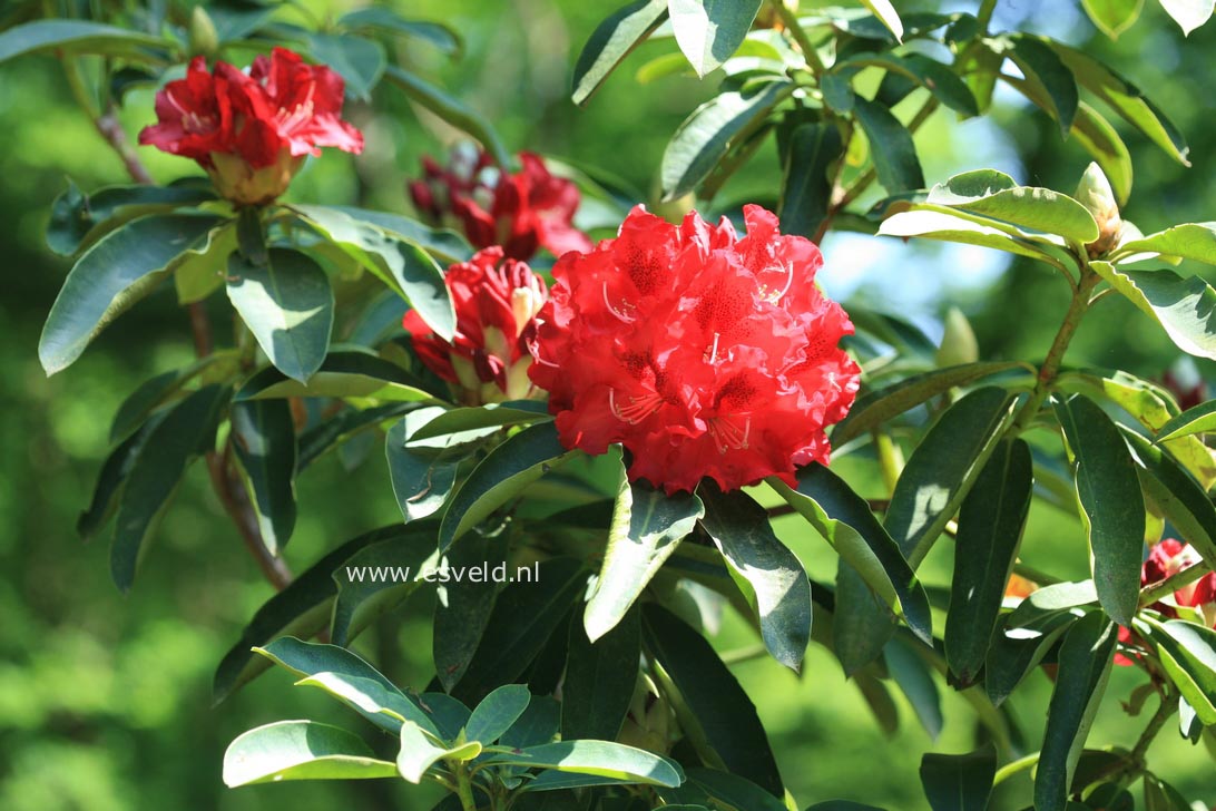 Rhododendron 'Britannia'