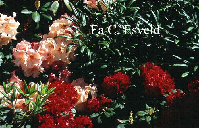 Rhododendron 'Buketta'