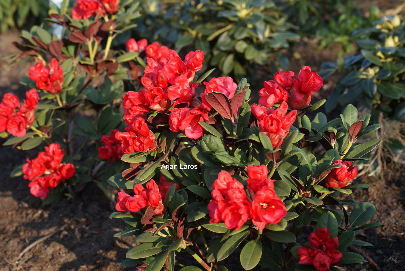 Rhododendron 'Burletta'
