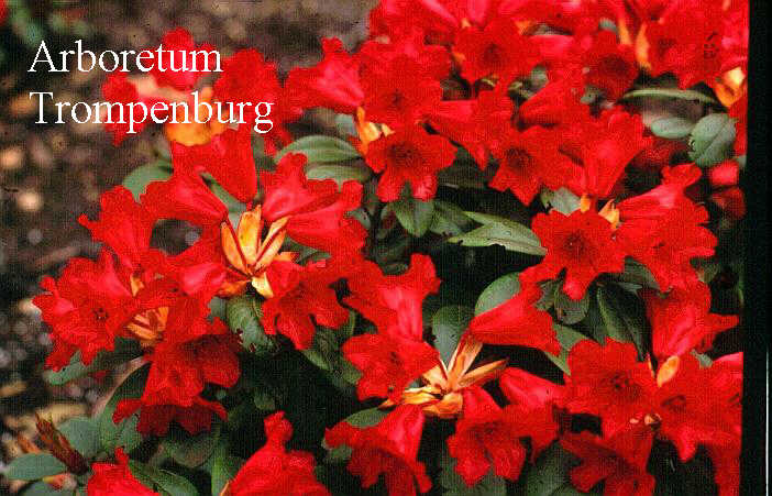 Rhododendron 'Burning Love'