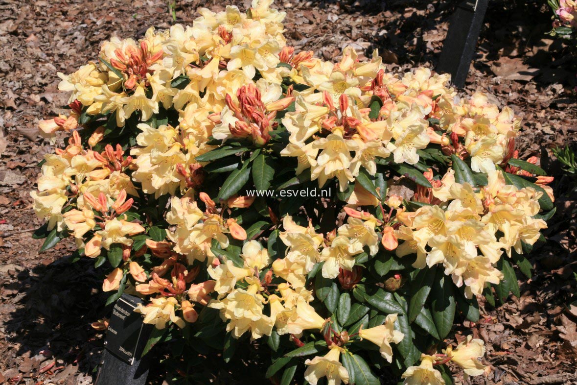 Rhododendron 'Butterfly'