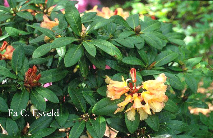 Rhododendron 'Buttermint' Rhododendron 'Buttermint'
