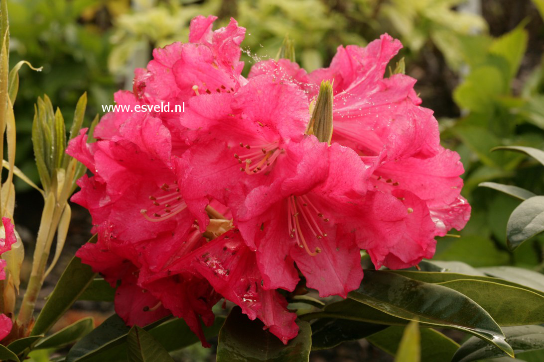 Rhododendron 'C.B. van Nes'