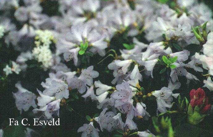 Rhododendron 'Cambridge'