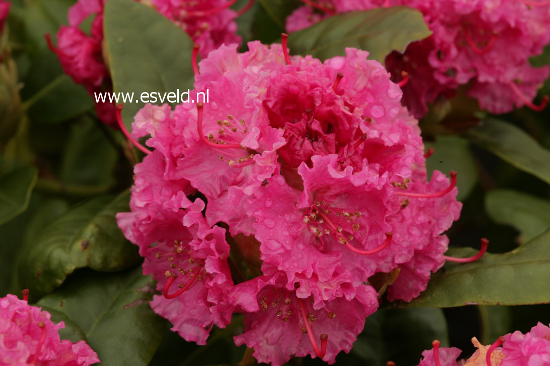 Rhododendron 'Candi'