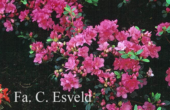 Rhododendron 'Canzonetta' (Azalea)