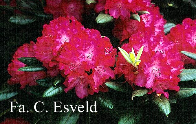 Rhododendron 'Caractacus'