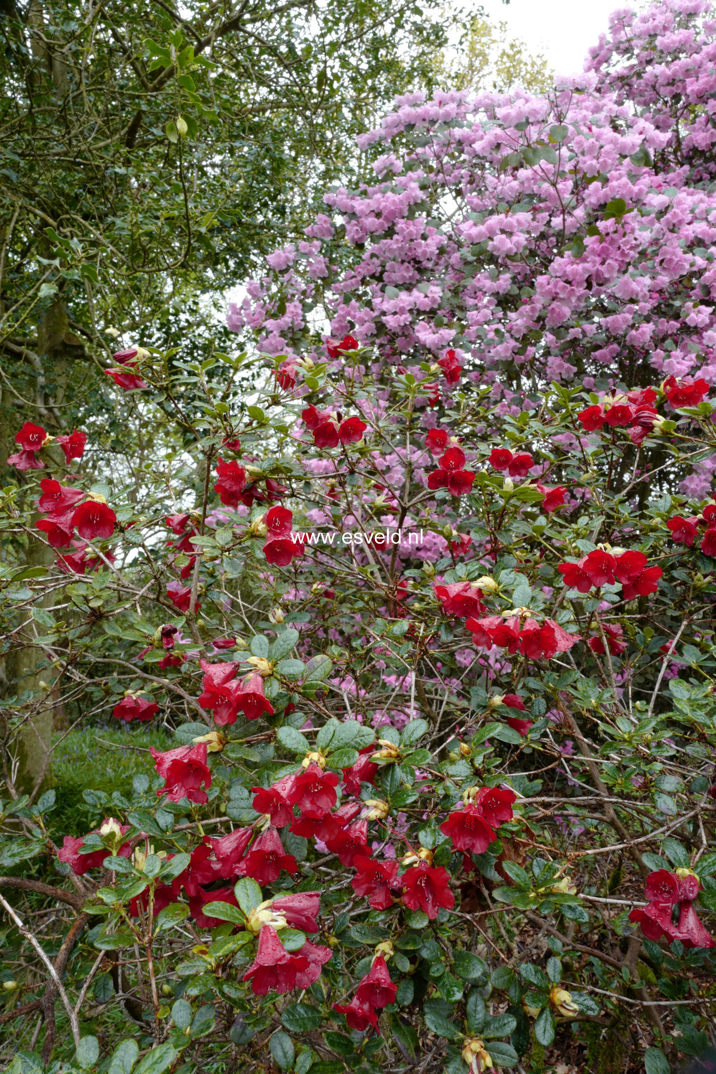 Rhododendron 'Carmen'