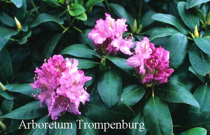Rhododendron 'Carola'