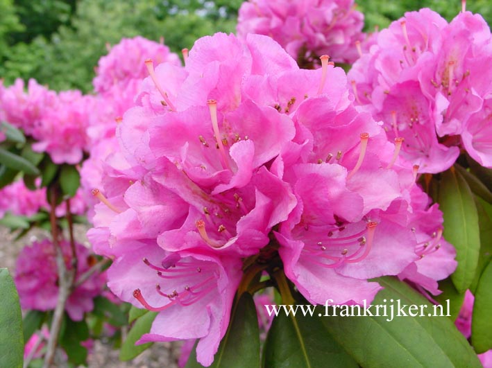 Rhododendron 'Catharine van Tol' Rhododendron 'Catharine van Tol'