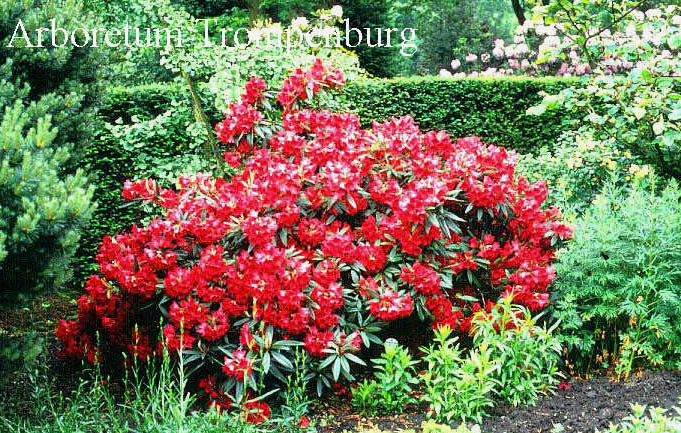 Rhododendron 'Cavalier' (50688)