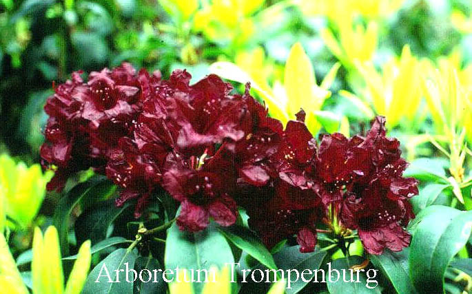 Rhododendron 'Cetewayo'