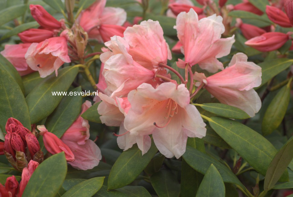 Rhododendron 'Chelsea Seventy'