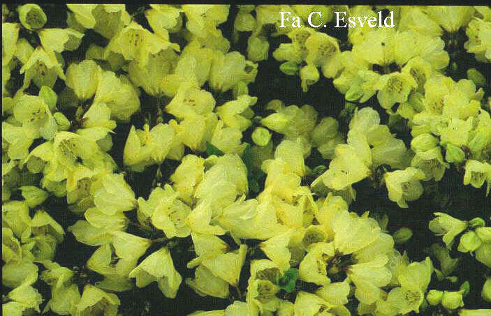 Rhododendron 'Chiff Chaff'