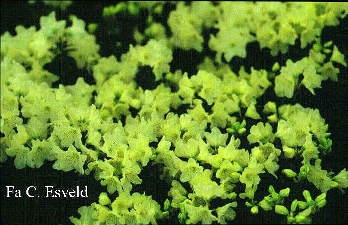 Rhododendron 'Chikor' Rhododendron 'Chikor'