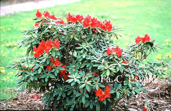 Rhododendron 'China Boy'