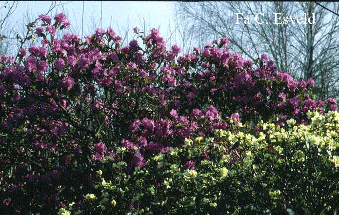 Rhododendron 'Chink'