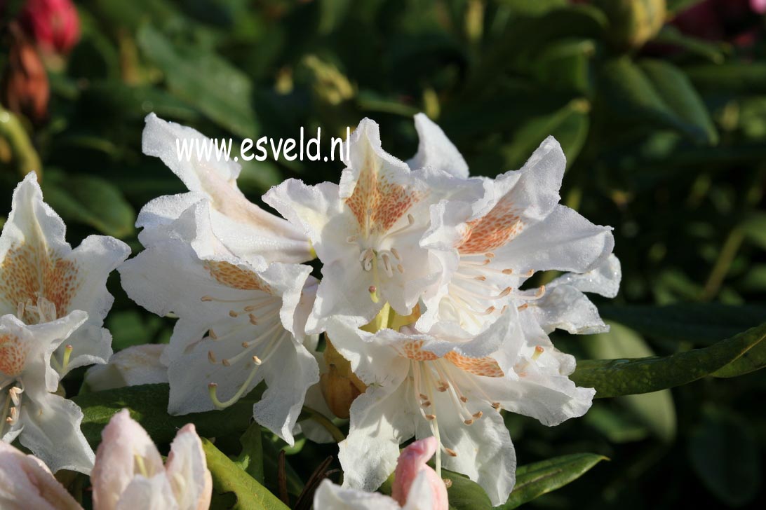 Rhododendron 'Chlorops'