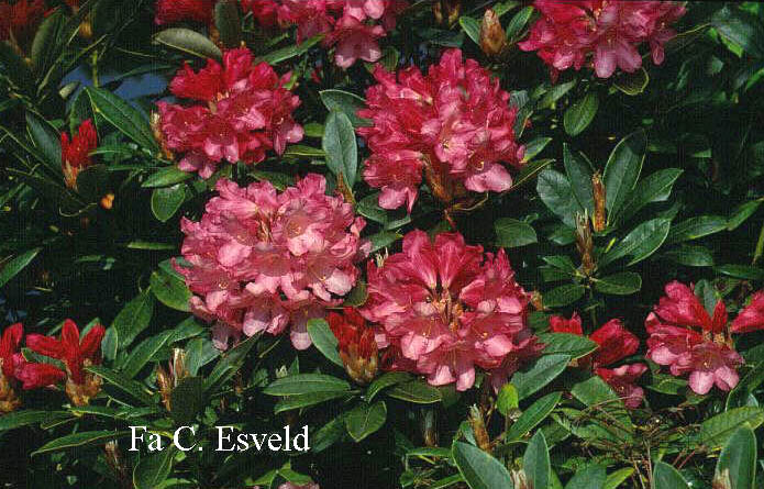 Rhododendron 'Clivia'