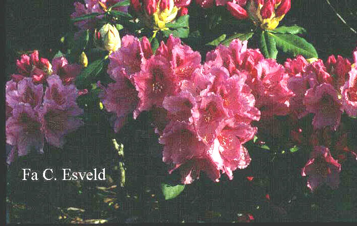Rhododendron 'Concorde'