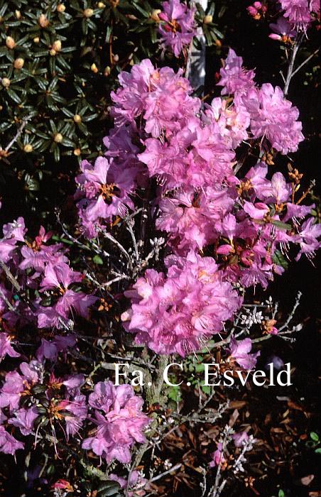 Rhododendron 'Conemaugh'
