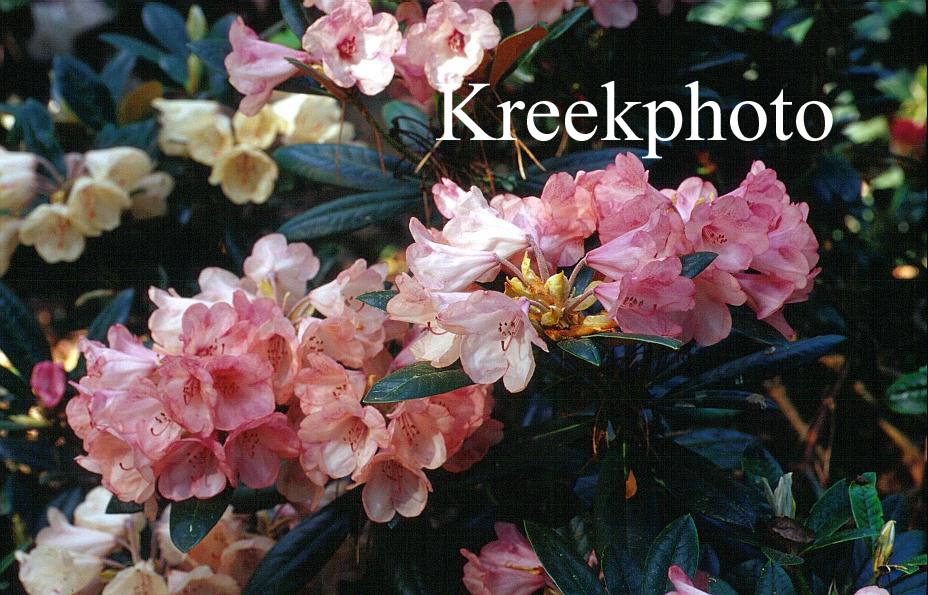 Rhododendron 'Coral Velvet' Rhododendron 'Coral Velvet'