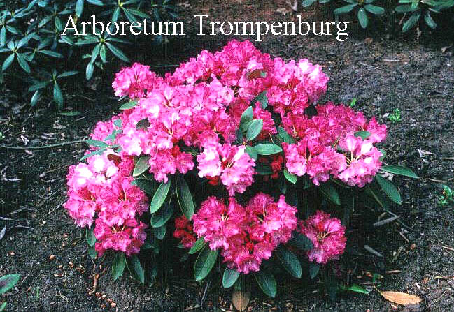 Rhododendron 'Cornelia'