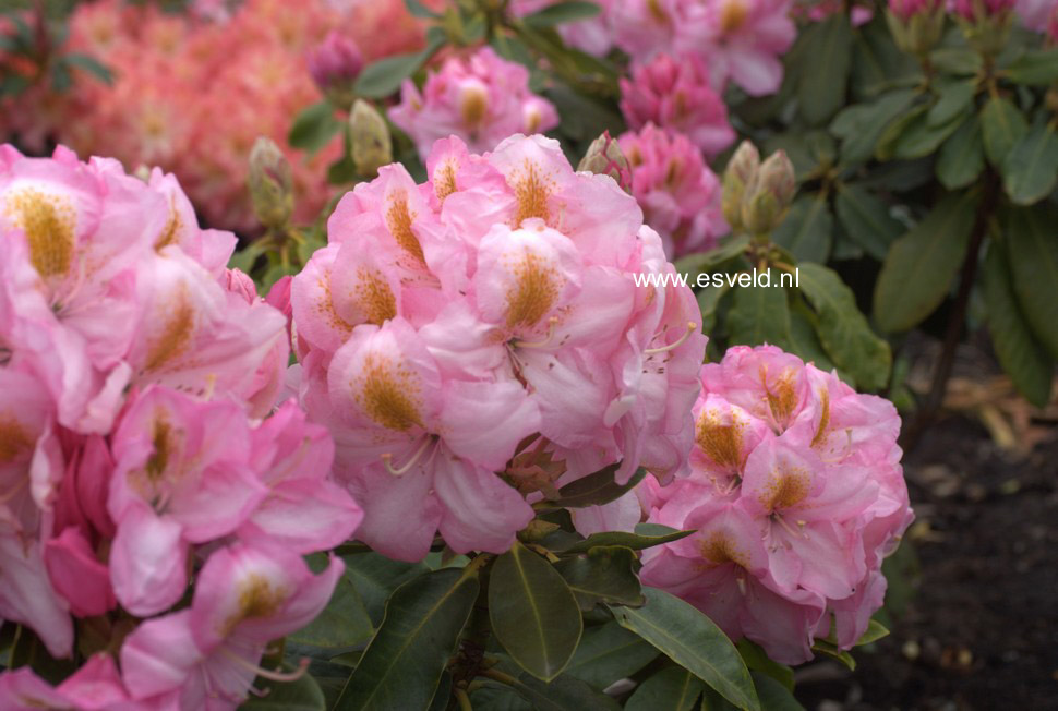 Rhododendron 'Cornwallis'