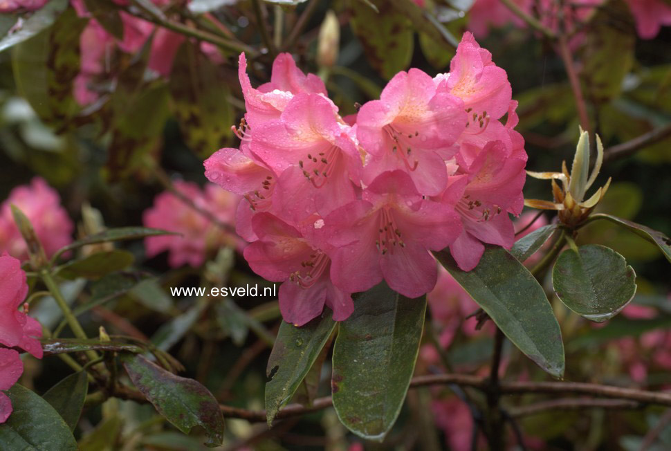 Rhododendron 'Corona'
