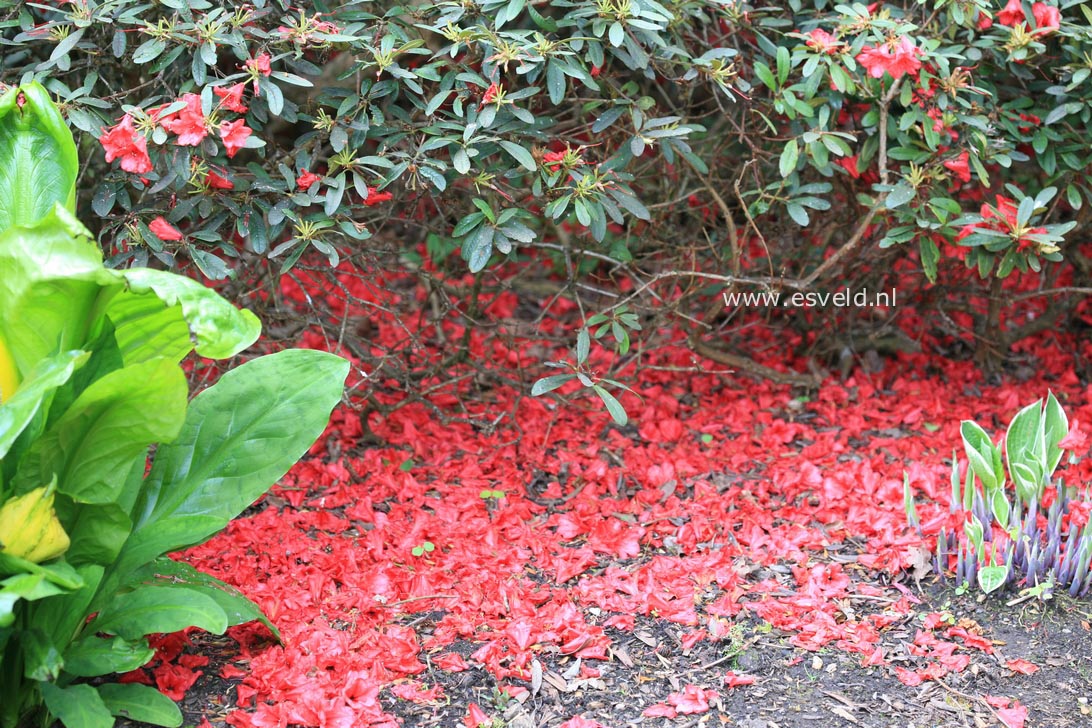Rhododendron 'Creeping Jenny'