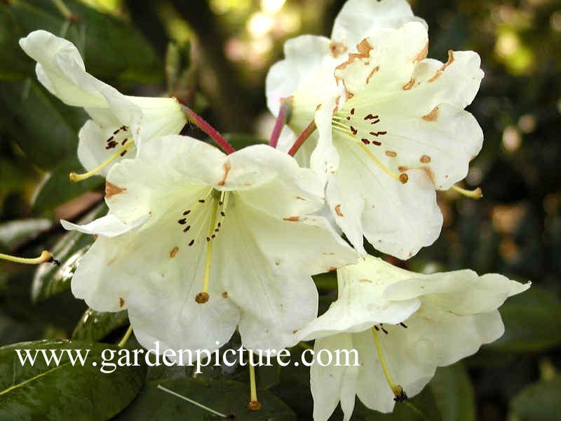 Rhododendron 'Cremeschale'