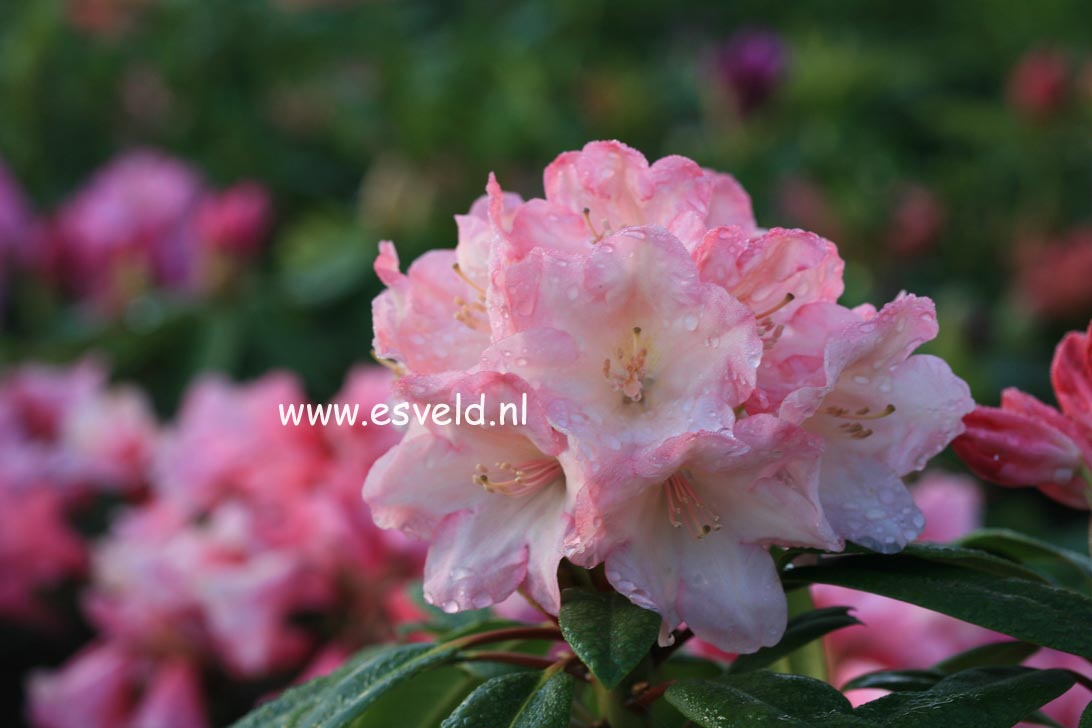 Rhododendron 'Creminrose'