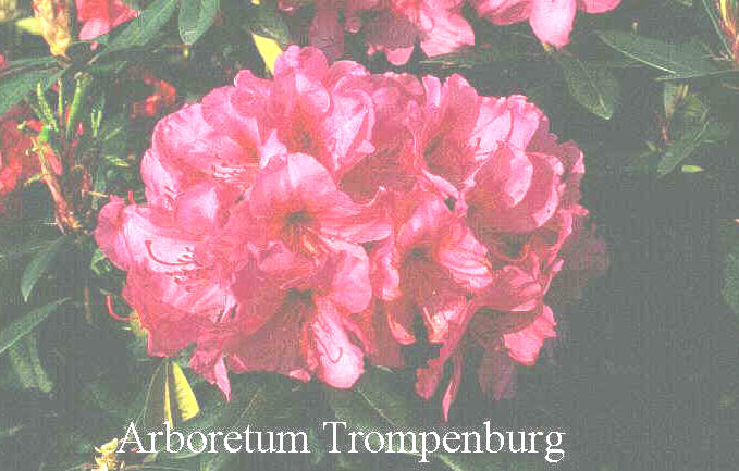 Rhododendron 'Creole Belle'