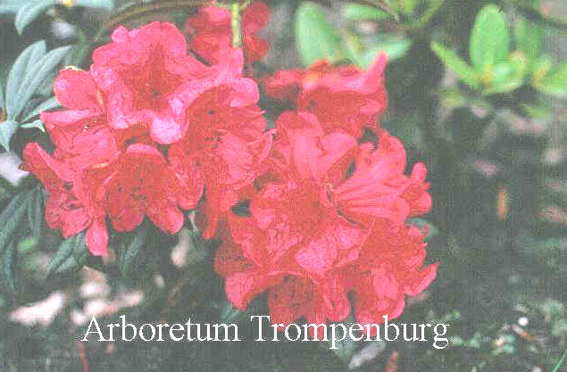 Rhododendron 'Crossroads'