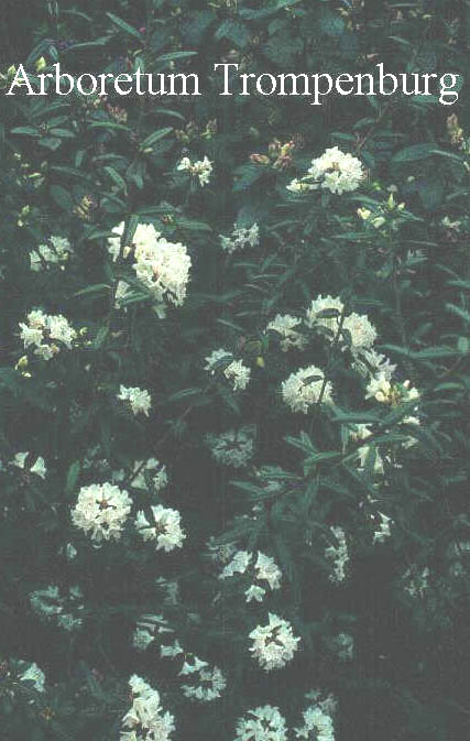 Rhododendron 'Delaware'